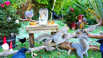 Vogels voor katten 🎄 Vogels, eekhoorns & kerstelfjes in de tuin ⛄️ Vogelfilmpjes voor katten 4K HDR