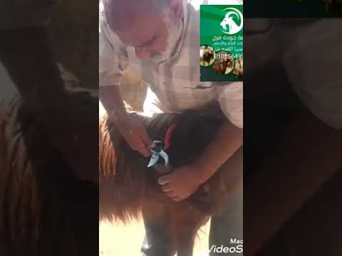 تقليم حوافر الأغنام      فرج فارم