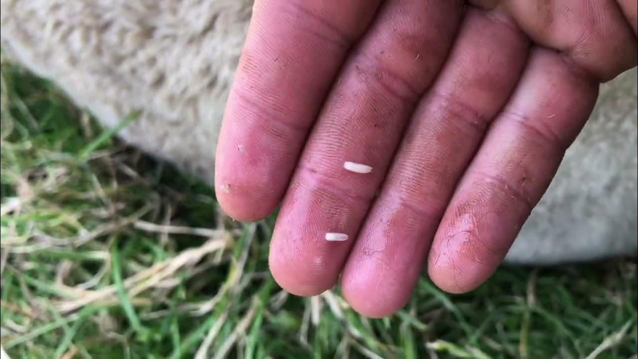 ⚠️fly strike⚠️sheep with maggots/ sheep farming/ YouTube