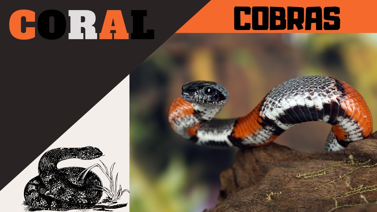 COBRAS – Coral – A Mais Venenosa do Brasil!