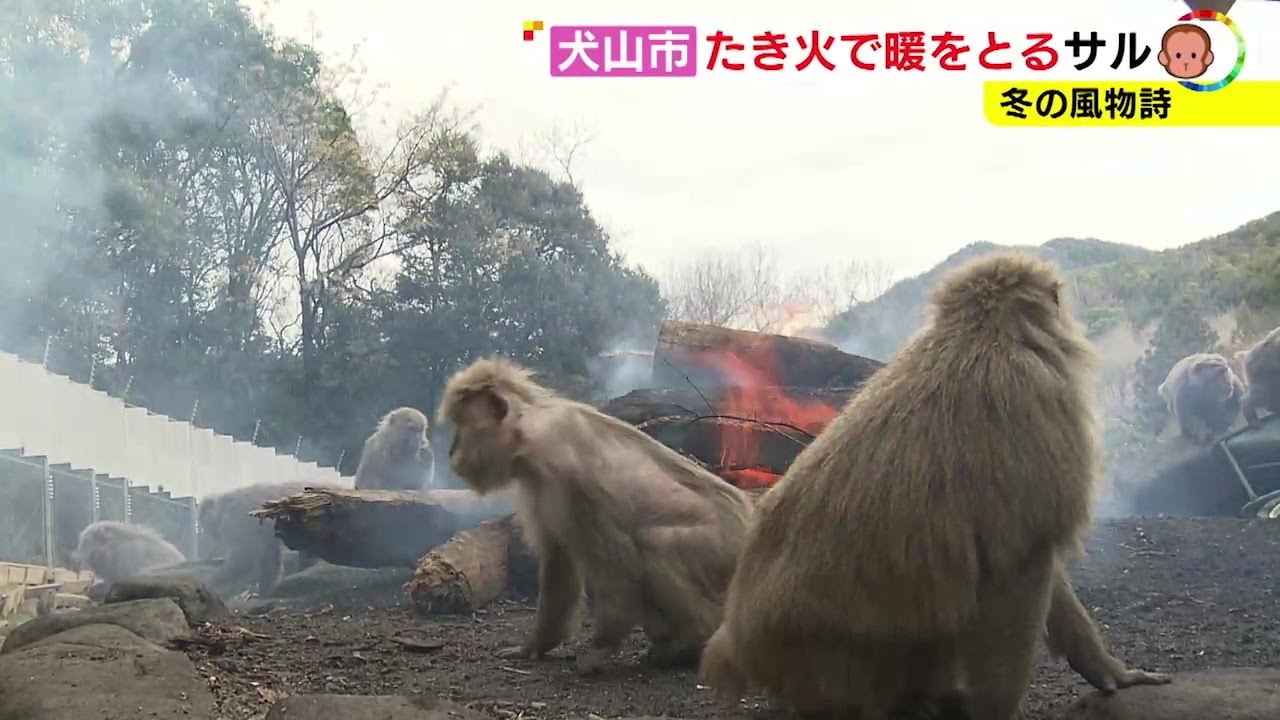 職員「多分日本でここだけ」焚き火で暖を取るサルたち 60年以上前の