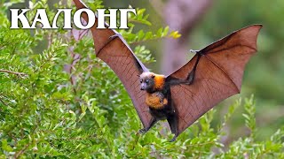 Kalong: Giant Flying Fox | Interesting facts about the fruit bat family