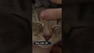 #kedi #sleepycat #catsoftiktok #cute #keşfet #fyp