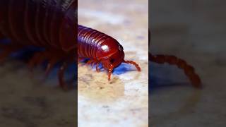 Super Slow Motion Of Millipede