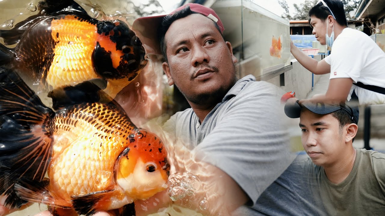 FV VLOG #054: Удивительные растения TRICO от FIR Aquatics