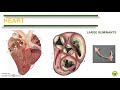 Comparative anatomy cardiovascular system