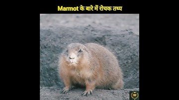 Marmot के बारे में रोचक तथ्य | Amazing Facts About Marmot | Animal Facts | #shorts