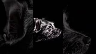 Alfie #dog #dogsofinstagram #chorkie #yorkie #dogshorts #doglife