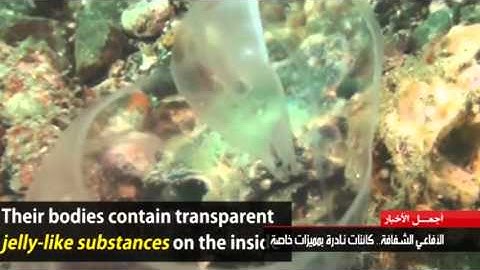 Hana abuzaid voice recording report on transparent sea snakes.