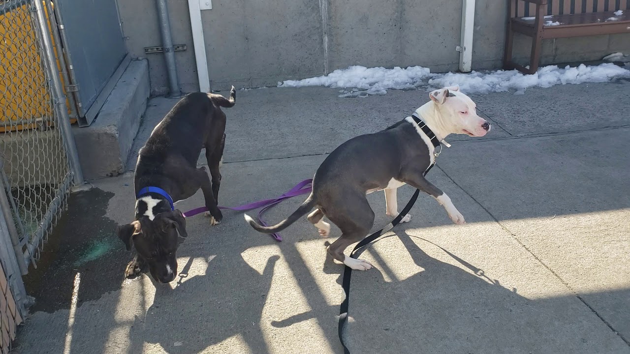 camera iphone 8 plus apk Rambo 32068 and Nova 55722| Fun in the sun.