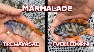 Got Marmalade? Labeotropheus Trewavasaw and Fuelleborni