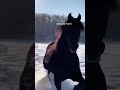 In Winter, King of All Horses!