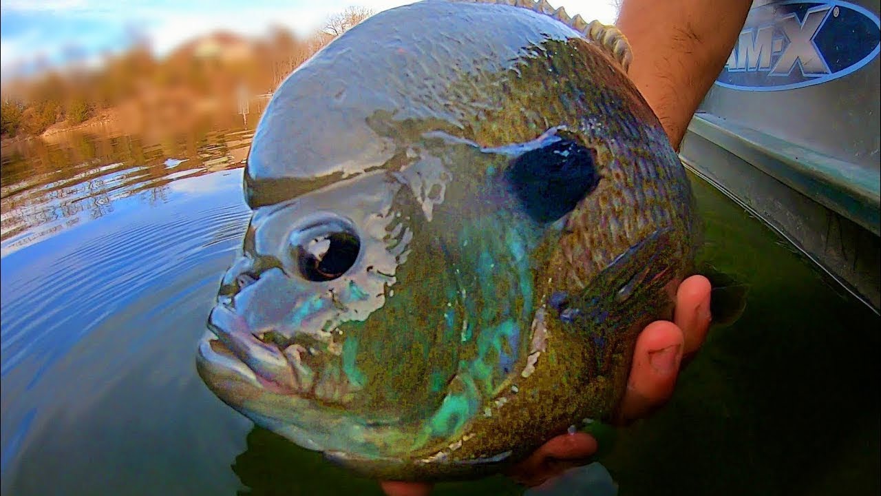 The BLUEGILL that EATS BASS FOR BREAKFAST!!