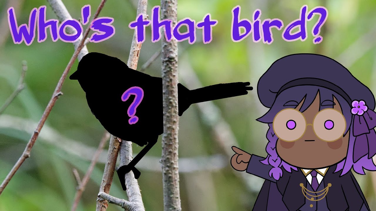 Editing Bird Photos From Acadia National Park! (And Yapping About Them)