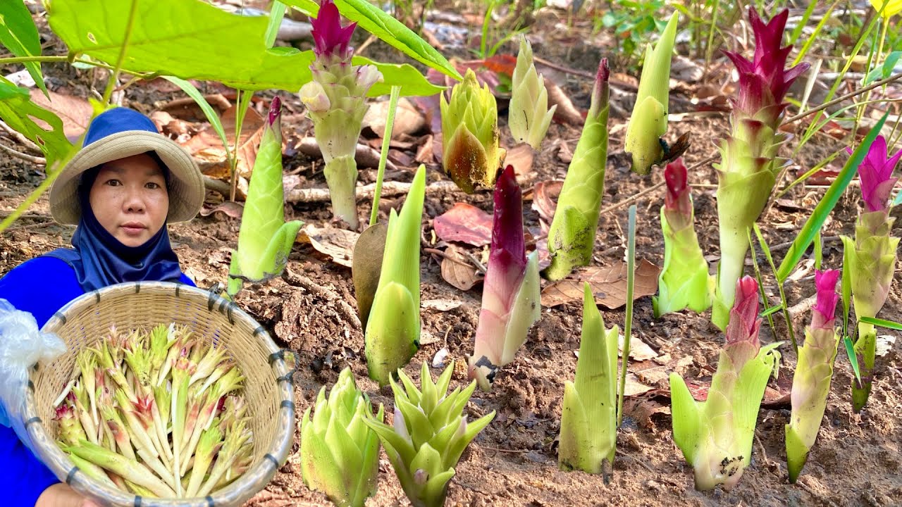 ป๊าดๆๆดอกกระเจียวแดงตูมๆขายาวๆ