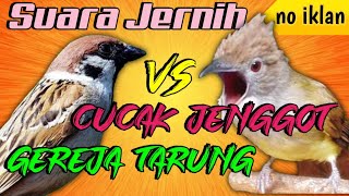 MASTERAN CUCAK JENGGOT vs GEREJA TARUNG (SUARA JERNIH) JEDA 1 MENIT