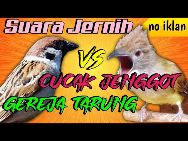 MASTERAN CUCAK JENGGOT vs GEREJA TARUNG (SUARA JERNIH) JEDA 1 MENIT class=