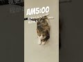 夜更かしにも程がある #ねこのいる暮らし #cat #三毛猫 #ねこ動画 #保護猫 #猫好きさんと繋がりたい #古民家 #ねこ #猫のいる暮らし #黒猫