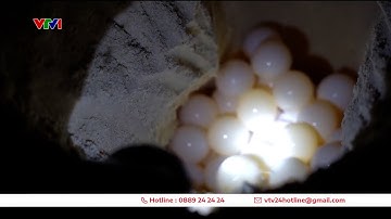 Khám phá Côn Đảo mùa rùa đẻ trứng | VTV24