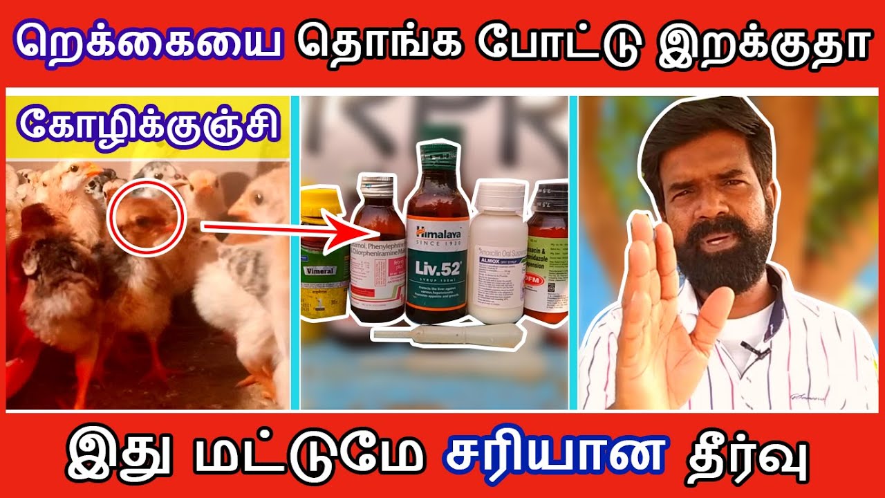 கோழிக்குஞ்சி றெக்கையை தொங்க போட்டு இறக்குதா ? | இதுவே சரியான தீர்வு | TAMIL | GUNA NATTUKOZHI PANNAI
