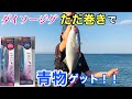 【青物】ダイソージグただ巻きチューンで青物ゲット！！