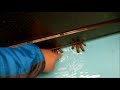 【カワウソ】ツメナシカワウソの手遊び(伊勢シーパラダイス/水族館)