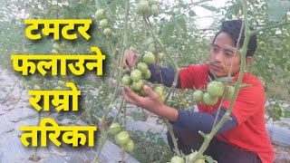 टमटर फलाउने राम्रो तरिका | Tomato farming in Nepal