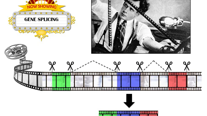 3 Minute Thesis: Gene Splicing: Coming to a cinema near you - DayDayNews