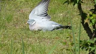 Wood pigeon bathing in the sun