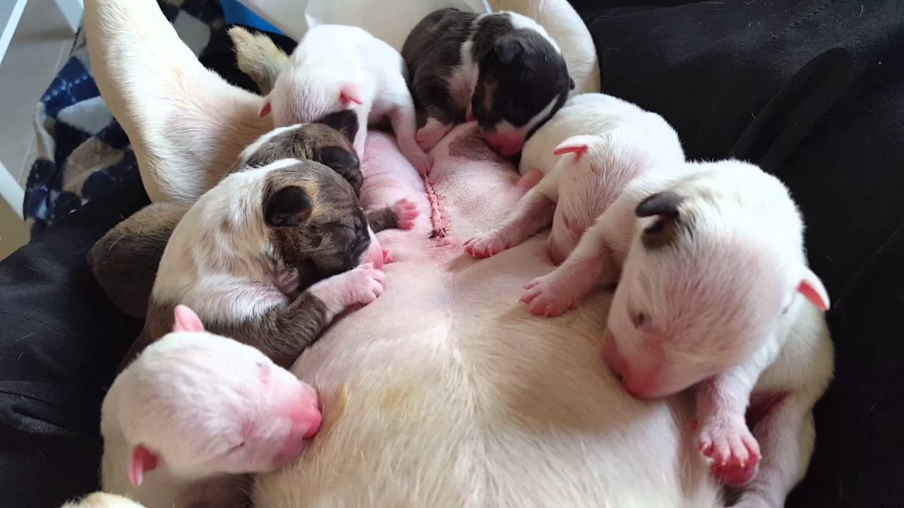 Camada Bull Terrier Miniatura Por Cesarea 1 Dia De Vida Youtube