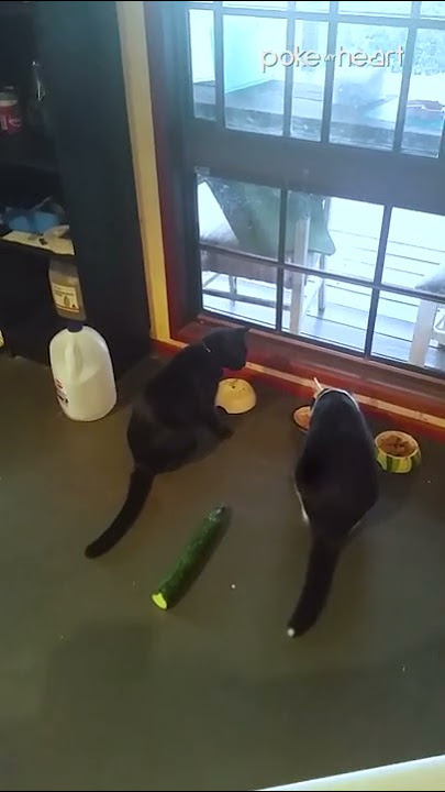 Cucumber Scares Cat | Shorts