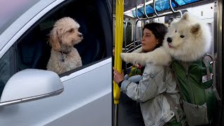 Stories About Dogs on the Go