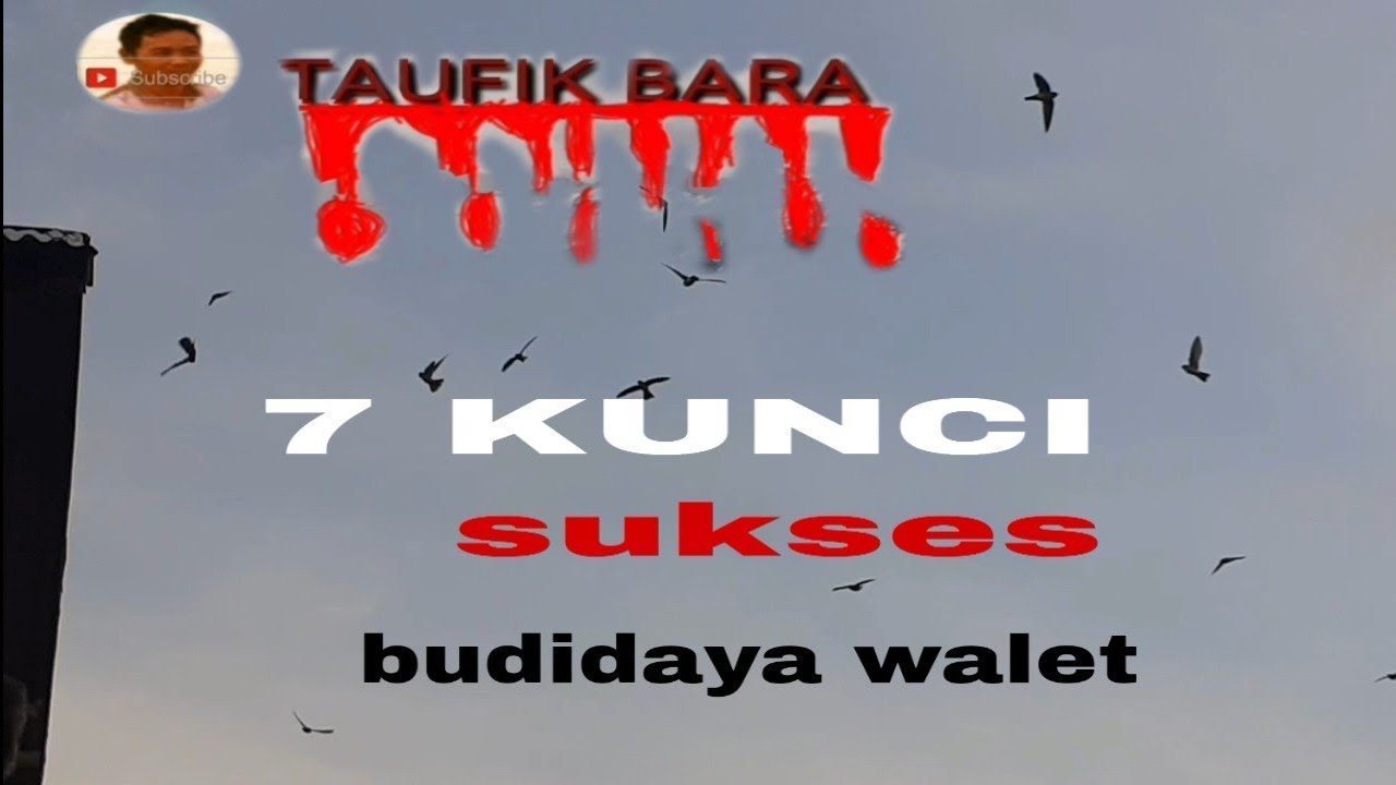 7 KUNCI SUKSES BUDIDAYA SARANG WALET.. 