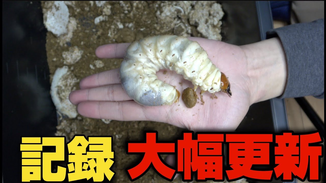 ヒレステーキよりも重い…有り得ないサイズの幼虫が現れた