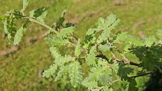 Quercus virgiliana dub jadranský   jaro