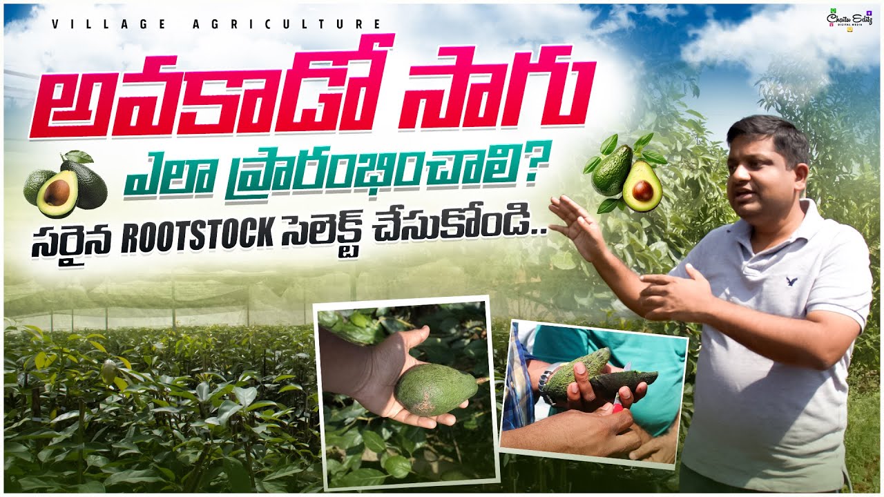 సరైన మొక్కల ఎంపికతో Avocado Farming లో సక్సెస్ 🥑| Profits చూసి ఆశ్చర్యపోతారు | Village Agriculture