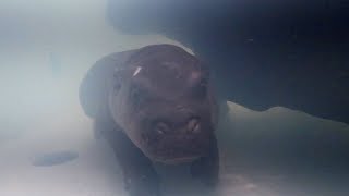 Baby Pygmy Hippo Petunia Playing In Water