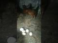 🥚Egg Production Tips, #poultrytips #viralvideo #youtubeshorts #trending #chicken #birds