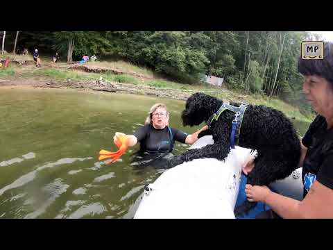 Video: Je portugalský vodní pes hypoalergenní?