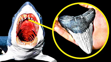 How can you tell if a megalodon tooth is real?