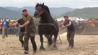 Cel mai puternic cal din Teleorman