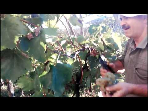 ვიდეო განკუთვნილია მათთვის ვისაც ჯერ კიდევ არ სჯერათ ბიო პრეპარატების ეფექტის