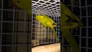 Green Split Blue Recessive Pied Indian Ringneck #pet #birds