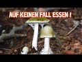7 häufige Giftpilze, die du kennen musst | Giftige Pilze in Deutschland