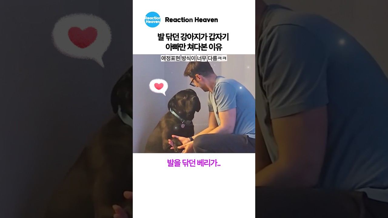 기습 뽀뽀했다가 혼난 강아지 표정이 너무 사람 같음ㅋㅋ
