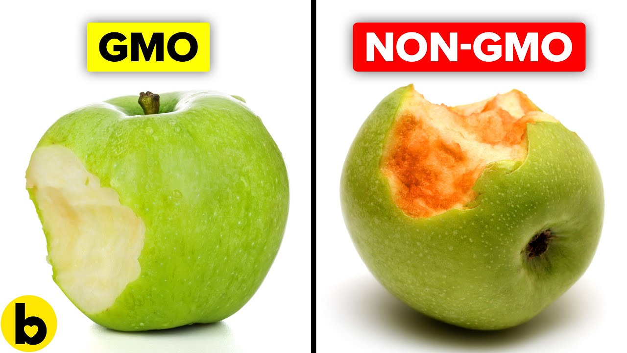 Genetically Modified Foods And Their Pros And Cons