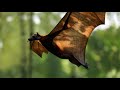 Eagle attacks giant bat di