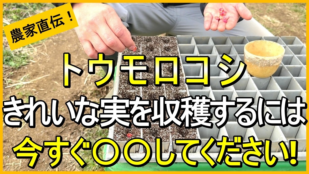 【とうもろこし】発芽率が格段に良くなる種まきのコツ【有機農家直伝！無農薬で育てる家庭菜園】　26/2/28