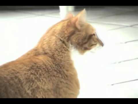 Dramatic Cat Старый БАЯН в новой обработке