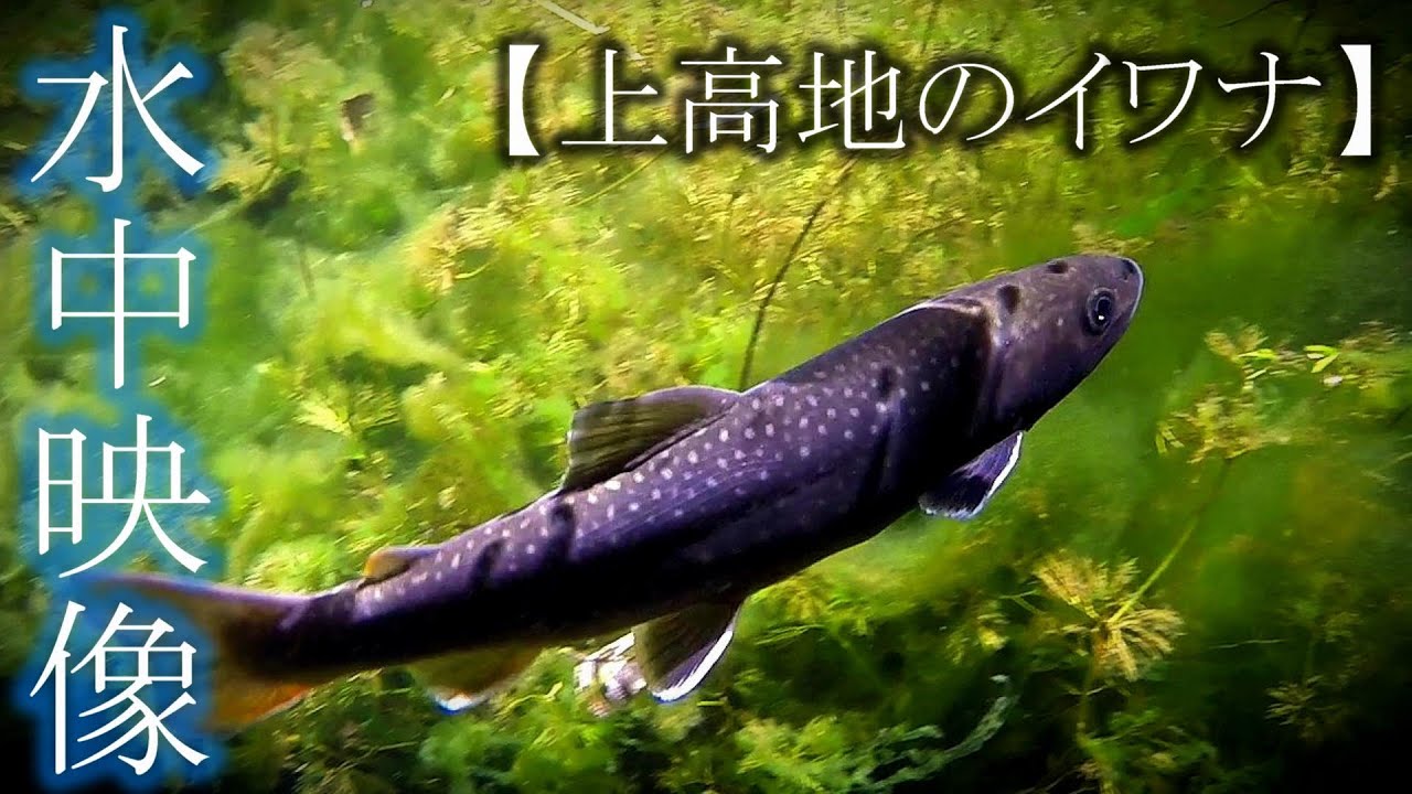 【水中映像】上高地の川にはイワナが沢山泳いでました。